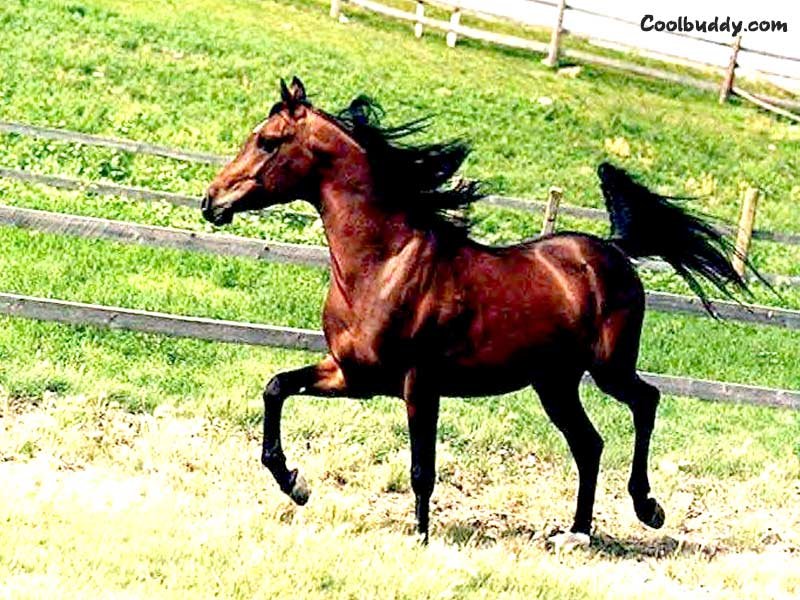 Chevaux - 043